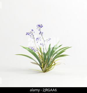 3d illustration du buisson de dianella caerulea isolé sur fond blanc Banque D'Images