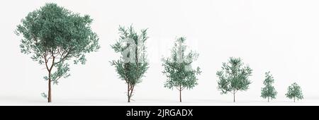 3d illustration de l'ensemble d'eucalyptus cinerea arbre isolé sur fond blanc Banque D'Images