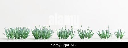 3d illustration de l'ensemble galanthus nivalis isolé sur fond blanc Banque D'Images