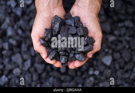 Grains de charbon dans les mains du mineur de charbon sur une pile, gros plan. Chauffage au charbon et énergie de chauffage domestique. Industrie minière et protection de l'environnement. Banque D'Images