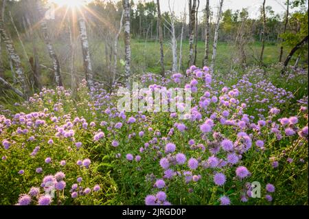 Canada Thistle, Cirsium arvense, dans la forêt boréale, Alberta, Canada Banque D'Images