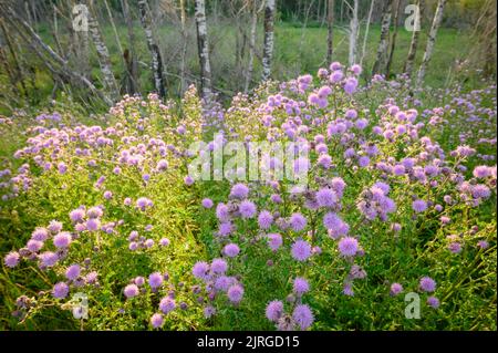 Canada Thistle, Cirsium arvense, dans la forêt boréale, Alberta, Canada Banque D'Images