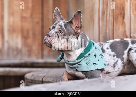 Chien Bulldog français avec mouchoir vert couché entre des tambours de câble industriels en bois Banque D'Images