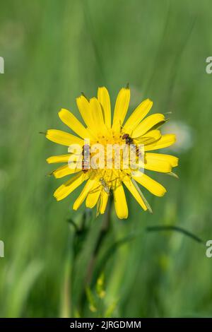 Fleurs de salsification jaune (genre Tragopogon). Banque D'Images