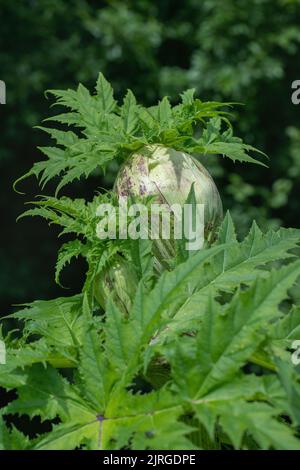 Heracleum mantegazzianum. Banque D'Images