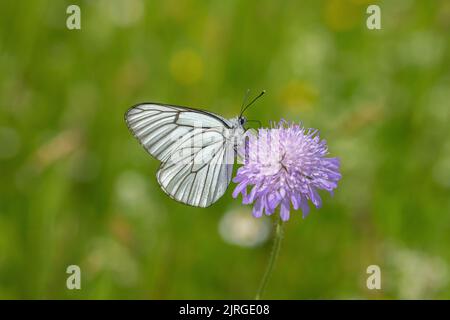 Blanc à veiné noir (Aporia crategi) sur un peu effrayant. Banque D'Images