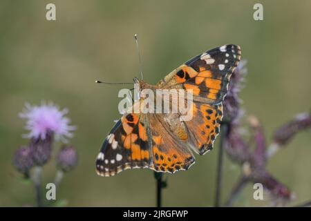 Femme peinte papillon (Vanessa cardui). Banque D'Images