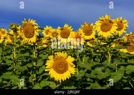 Des tournesols fleurissent dans un grand champ près de Miami, Manitoba, Canada. Banque D'Images