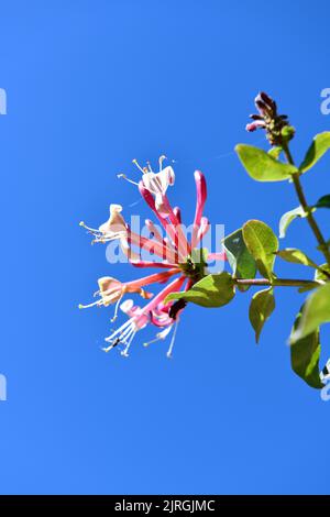 Honeysuckle Flower Head (Lonicera Periclymenum) dans Garden Hook Norton Oxfordshire Angleterre royaume-uni Banque D'Images