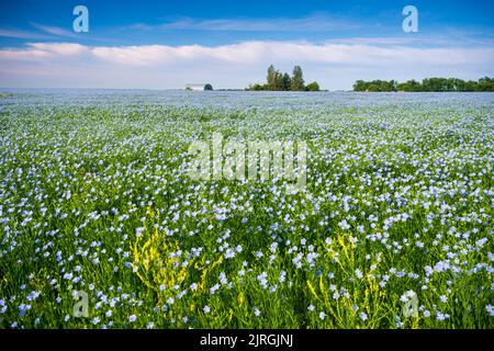 Un champ de grains de lin fleuri près de Miami, Manitoba, canada. Banque D'Images