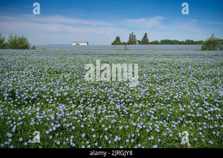 Un champ de grains de lin fleuri près de Miami, Manitoba, canada. Banque D'Images