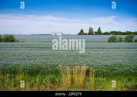 Un champ de grains de lin fleuri près de Miami, Manitoba, canada. Banque D'Images