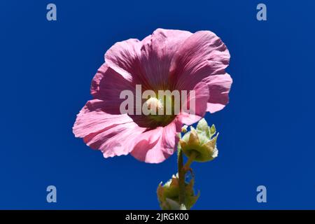 Hollyhocks (alcea rosea) dans Bloom Hook Norton Oxfordshire Angleterre royaume-uni Banque D'Images