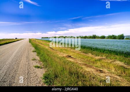 Un champ de grains de lin fleuri près de Miami, Manitoba, canada. Banque D'Images