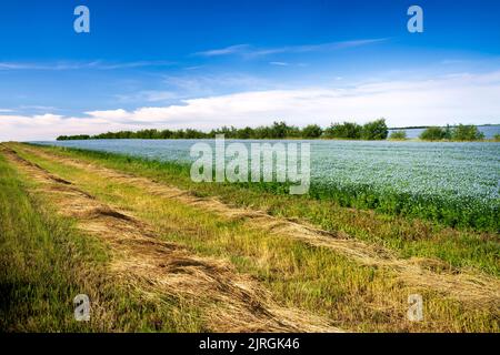 Un champ de grains de lin fleuri près de Miami, Manitoba, canada. Banque D'Images