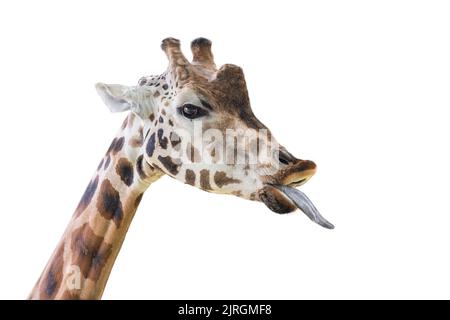 Girafe montre une longue langue. Girafe drôle isolée sur fond blanc. Gros plan de la tête d'une girafe avec sa langue suspendue. Banque D'Images