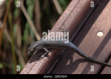 Mabuia lizard, Trachylepis atlantica, lézard unique de l'île de Fernando de Noronha, sur une passerelle en bois. Banque D'Images