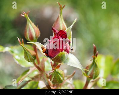 Jardin de roses 2022 Banque D'Images