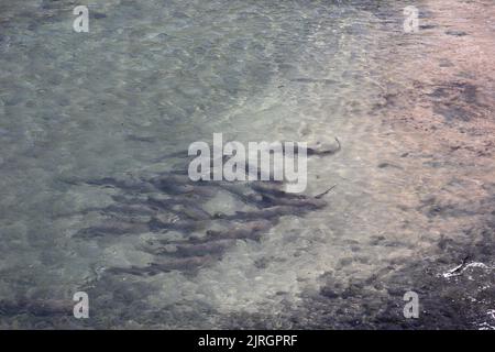 Tubarao Limao ou le requin Lemon se sont rassemblés à la surface de l'île Fernando de Noronha, au Brésil. Negapron brevirostris Banque D'Images