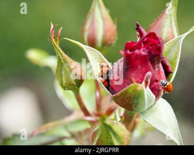 Jardin de roses 2022 Banque D'Images