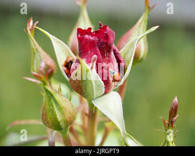 Jardin de roses 2022 Banque D'Images