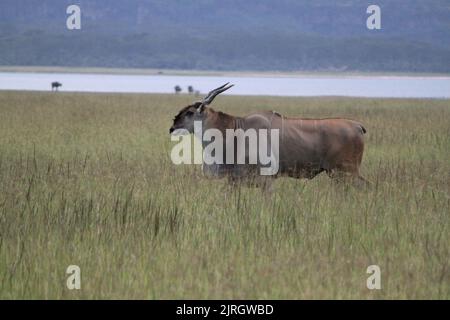 Une patrie commune marchant dans un champ avec de l'herbe sèche pendant la journée Banque D'Images