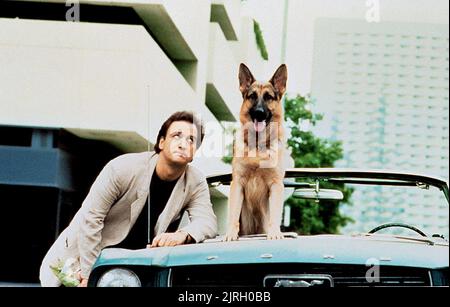 JAMES BELUSHI, LE CHIEN JERRY LEE, K-9, 1989 Banque D'Images