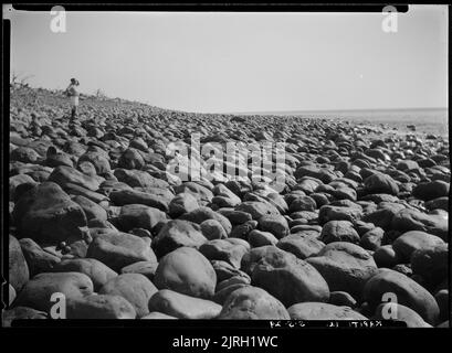 Visite à Kapiti, île de Kapiti - 5 mai 1929, 05 mai 1929, par Leslie Adkin. Don de la famille G. L. Adkin, 1964. Banque D'Images