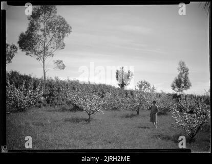 Woodside et excursions de Woodside : 1928-1929, 1928-1929, Levin, par Leslie Adkin. Don de la famille G. L. Adkin, 1964. Banque D'Images