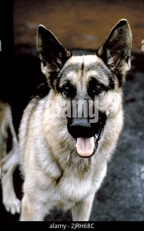 JERRY LEE LE CHIEN, K-9, 1989 Banque D'Images