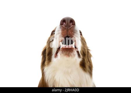 Portrait amusant gros plan brun bordure collie odeur et regarder vers le haut. Isolé sur fond blanc Banque D'Images