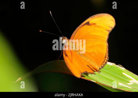 Dryas Julia papillon perching sur une feuille verte dans le parc national de Tortuguero, Costa Rica Banque D'Images