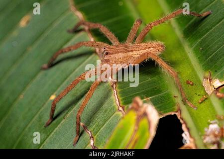 Araignée de pépinière américaine femelle (Pisaurina mira) debout sur la feuille verte la nuit à Tortuguero, Costa Rica Banque D'Images