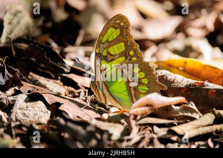 Papillon malachite (Siproeta stelenes) debout au sol dans le parc de réserve Curi cacha, Costa Rica Banque D'Images
