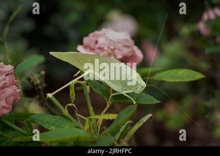 Katydid, un insecte avec de longues antennes qui peut également être appelé sauterelle de longhorn. Ressemble à une feuille verte. Banque D'Images