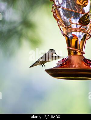 Un cliché vertical d'un colibri femelle à gorge rubis se nourrissant du nectar d'un mangeoire à oiseaux Banque D'Images