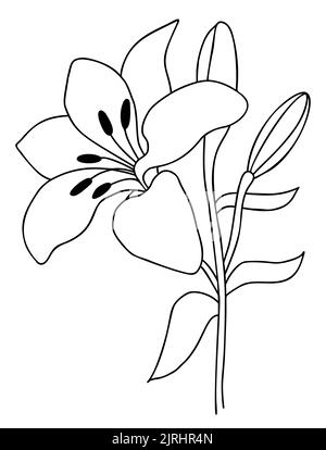 Fleur de nénuphars avec bourgeon et feuilles. Illustration vectorielle. Ligne main dessin fleur de jardin. Pour le design, la décoration et l'impression Illustration de Vecteur