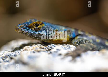 Lézard Bleu (Petrosaurus thalassinus) Banque D'Images