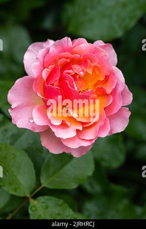 Floraison «Tequila Supreme» Floribunda Rose Banque D'Images