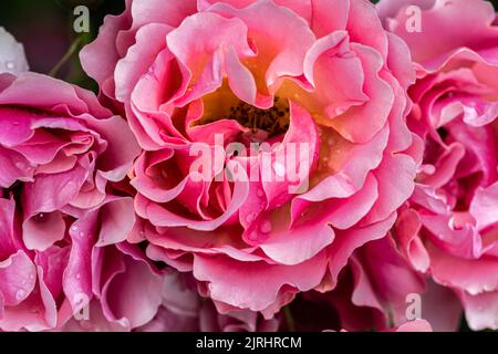 Floraison «Tequila Supreme» Floribunda Rose Banque D'Images