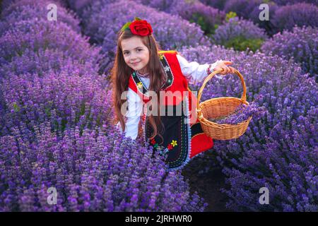 Femme bulgare en costume traditionnel de folklore cueillant la lavande dans le panier pendant le coucher du soleil. Jeune fille dans un champ. Banque D'Images