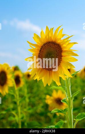 Fond naturel de tournesol. Gros plan de tournesol contre un champ par une journée ensoleillée d'été Banque D'Images