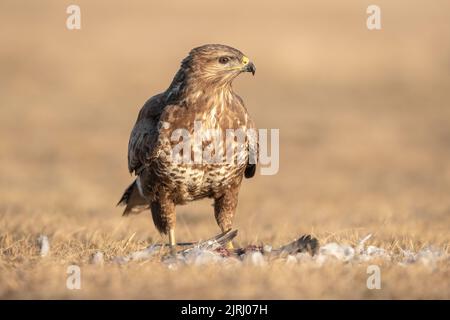 Un Buzzard sauvage (Buteo buteo) se nourrissant d'un faisan fraîchement tué dans la prairie jaune, Parc national de Koros-Maros, Hongrie Banque D'Images