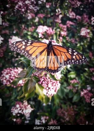 Un cliché vertical d'un papillon monarque femelle perché sur un arbuste à fleurs roses Banque D'Images