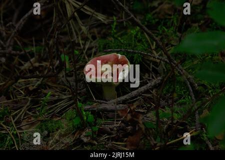 Le champignon russula sanguinaria qui pousse dans les bois Banque D'Images