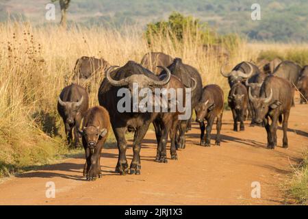 Troupeau africain ou cap, Buffalo (Syncerus caffer) marchant sur la route du parc Banque D'Images