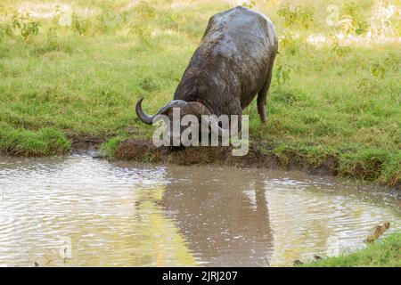 Africain ou Cape, Buffalo (Syncerus caffer) agité par les abeilles Banque D'Images