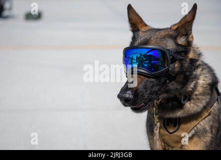 Debra, chien de travail militaire du 45th e Escadron des forces de sécurité, porte une protection oculaire spécialisée le 23 août 2022 à la base de la force spatiale Patrick, en Floride. Les MWDs assurent la sécurité de Patrick SFB et de la station de la force spatiale Cape Canaveral, et sont formées pour assurer la préparation de la mission. (É.-U. Photo de Space Force par le premier Airman Samuel Becker) Banque D'Images