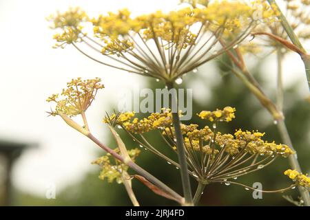 Fleurs de fenouil (Foenicule vulgare) avec gouttes de pluie Banque D'Images