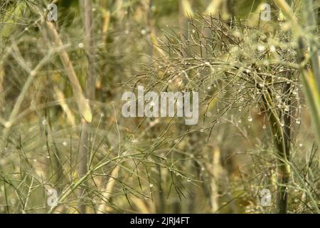 Feuilles de fenouil (Foenicule vulgare) avec gouttes de pluie Banque D'Images